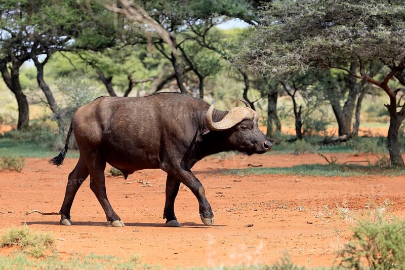 Cape buffalo (Syncerus caffer), adult, foraging, running, Mokala National Park, Northern Cape, South Africa