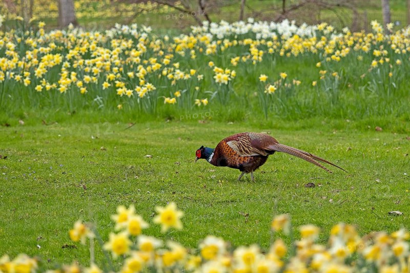 Daffodils, Pheasant (Phasianus colchicus), Batsford Arboretum, Moreton-in-Marsh, Cotswolds, England, Great Britain