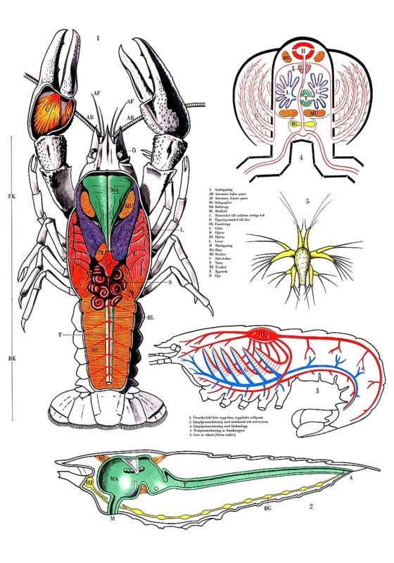 Animal anatomy, crayfish, anatomical presentation, structure of a crayfish, astacoidea, with various views of its internal organs and larval stages, reproduction of a historical school picture, mural or teaching board, authentic, exact date unknown