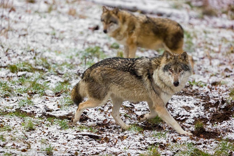 Two eurasian gray wolves (Canis lupus lupus) walk over a snowy meadow in an open forest