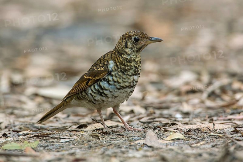 Bassian Thrush (Zoothera lunulata lunulata) perched on the ground, Victoria, Australia