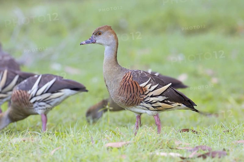 Plumed Whistling Duck (Dendrocygna eytoni) foraging, Queensland, Australia