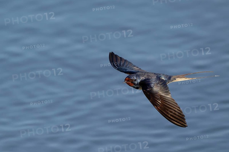 Barn Swallow (Hirundo rustica) flying, Mecklenburg-Western Pomerania, Germany