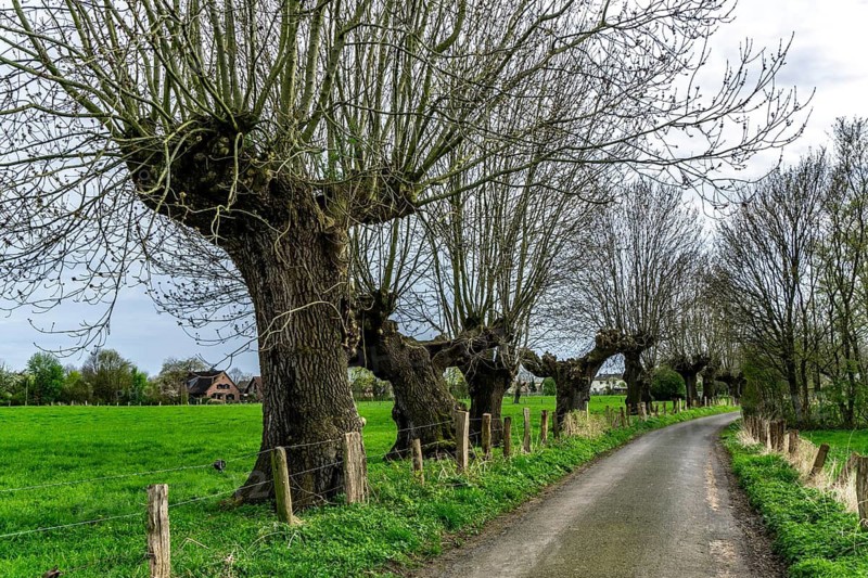 Pollarded willows in the Momm-Niederung nature reserve, part of the Rhine foreland nature reserve between Mehrum and Emmelsum, near Voerde, North Rhine-Westphalia, Germany