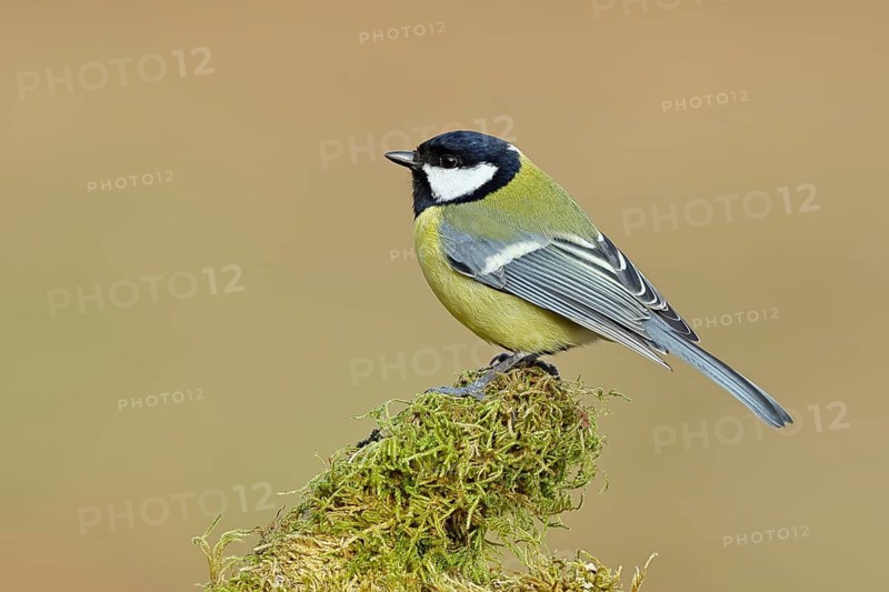 Great tit (Parus major), sitting on a moss-covered tree root, Wilnsdorf, North Rhine-Westphalia, Germany