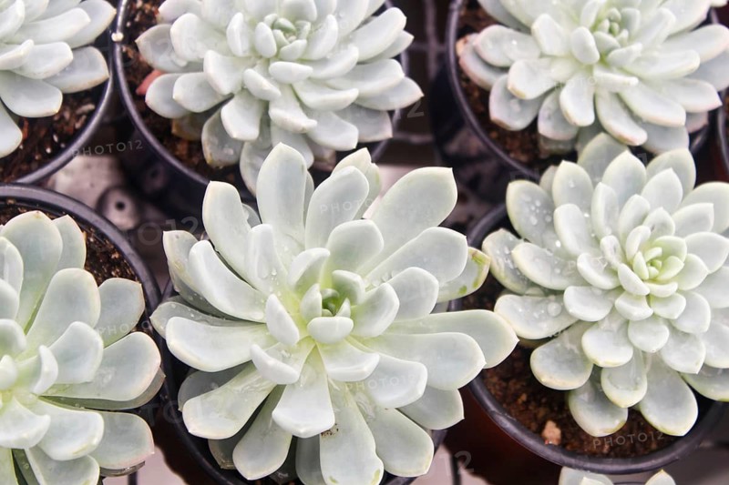 Various types of succulent in flower pots in the greenhouse. Closeup, selective focus