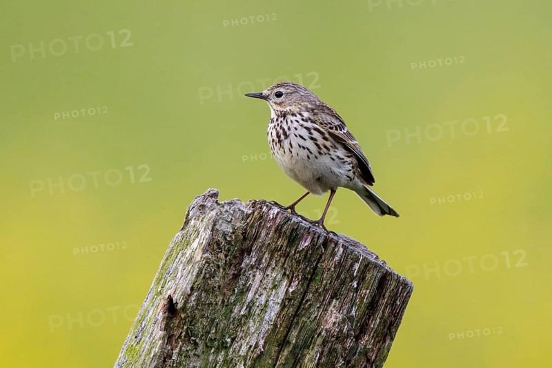 Meadow Pipit (Anthus pratensis) perched on pale, North Rhine-Westphalia, Germany