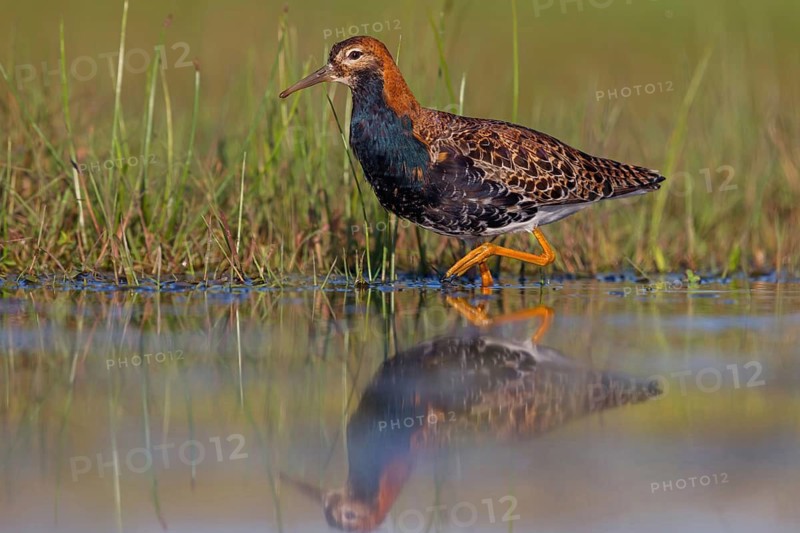 Ruff (Philomachus pugnax), male, Narew, Bialystok, Podlasie, Poland
