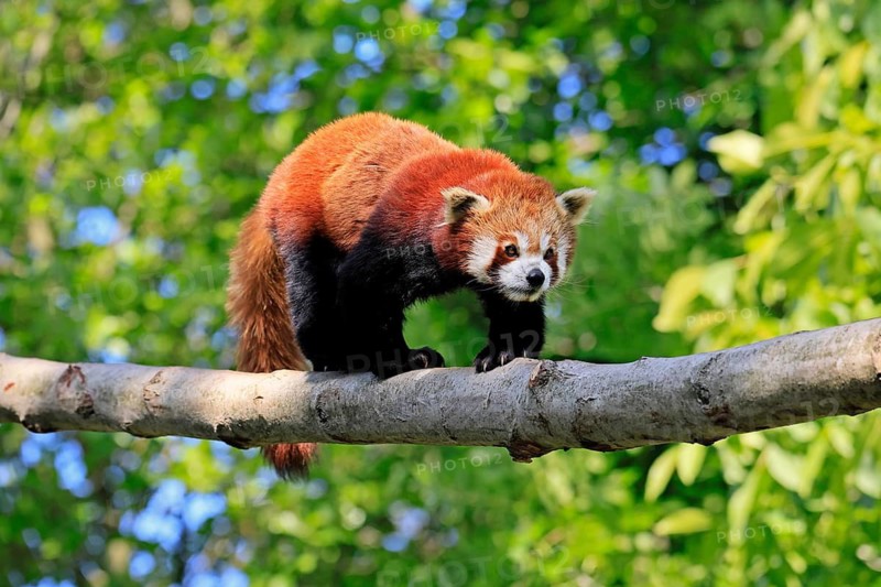 Western Red panda Ailurus fulgens), adult, on tree trunk, running, captive, Himalayas, Central Asia