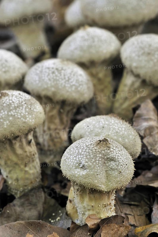 Pestle puffball, long-stemmed puffball (Handkea excipuliformis) (Calvatia excipuliformis)