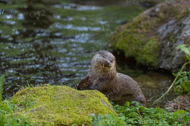 One Eurasian otter (Lutra lutra), sitting on a mossy rock and eating a fresh caught fish