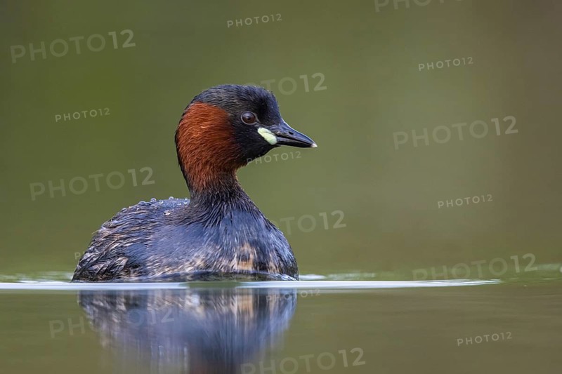 Little Grebe (Tachybaptus ruficollis), North Rhine-Westphalia, Germany
