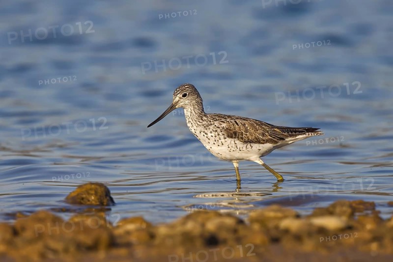 Common Greenshank (Tringa nebularia), North Rhine-Westphalia, Germany