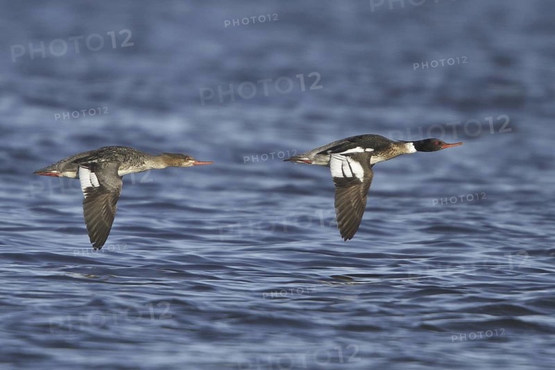 Red-breasted Merganser (Mergus serrator) flying, Manitoba, Canada