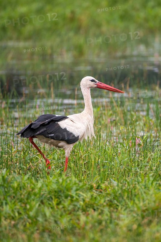 Ciconia ciconia, white stork, birds, ciconiiforms, high size, portrait format, walking birds, stork, stork, stork, storks, birds
