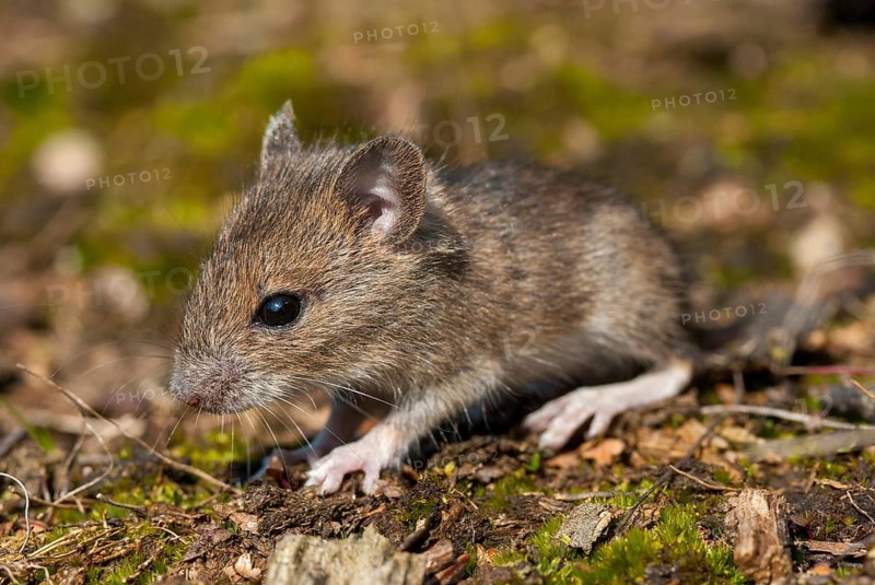 Apodemus sylvaticus, long-tailed field mouse, rodents, rodentia, woodmouse, adolescent, juvenile, leo, mammals, mouse, muroids, mice, rodents, mammals