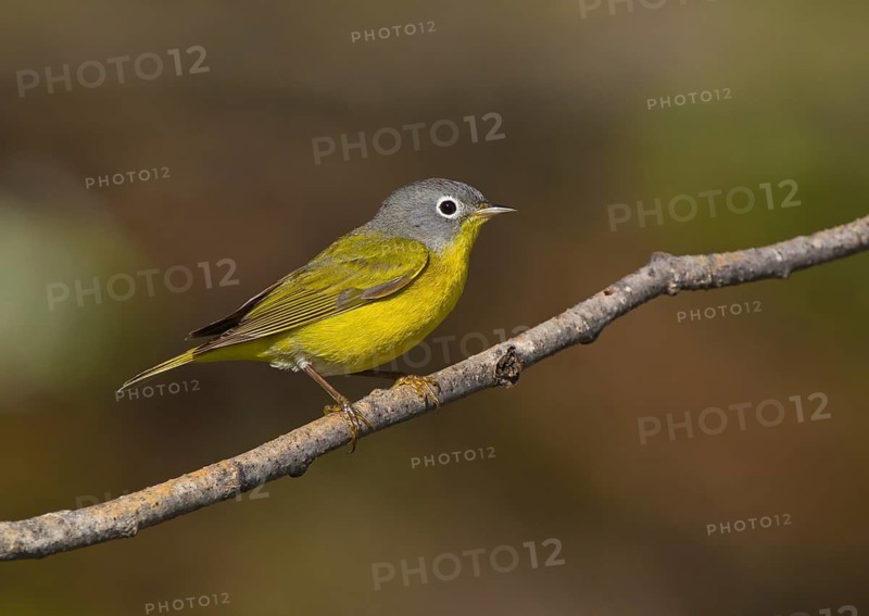 Nashville Warbler (Leiothlypis ruficapilla) male, Ontario, Canada