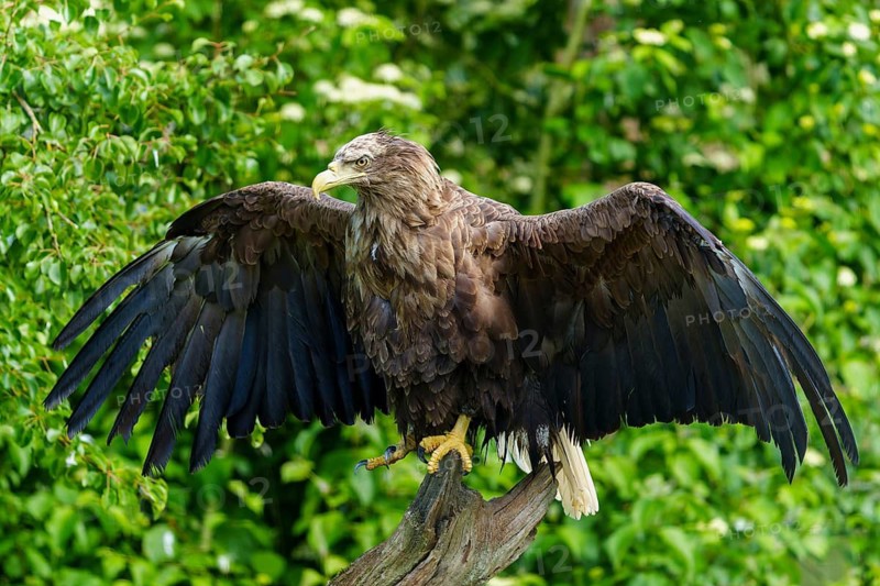 An eagle with outstretched wings stands on a tree trunk in the middle of nature, white-tailed eagle (Haliaeetus albicilla), France