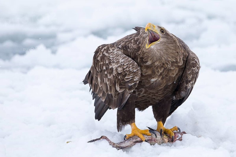 White-tailed Eagle (Haliaeetus albicilla) calling on snow with fish prey, Hokkaido, Japan