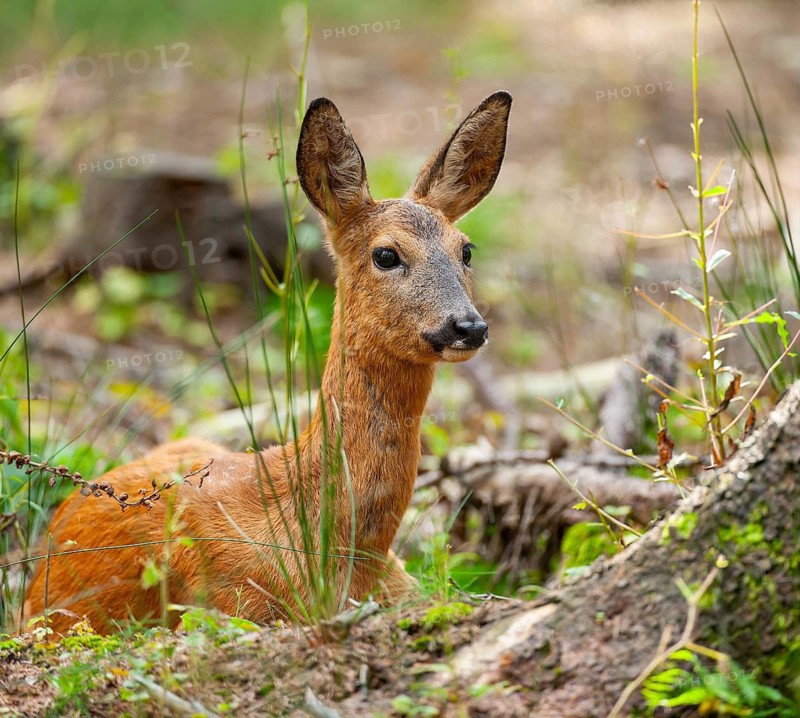 Roe deer (Capreolus capreolus) with summer coat lying in the forest, Saxony, Germany