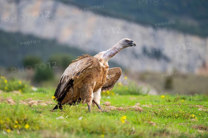 Griffon Vulture (Gyps fulvus) sitting on a flowering meadow in autumn, Pyrenees, Catalonia, Spain