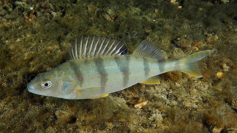 Fish with stripes, perch (Perca fluviatilis), Egli, lies on sandy ground under water. Dive site Zollbrücke, Rheinau, Canton Zurich, Rhine, High Rhine, Switzerland
