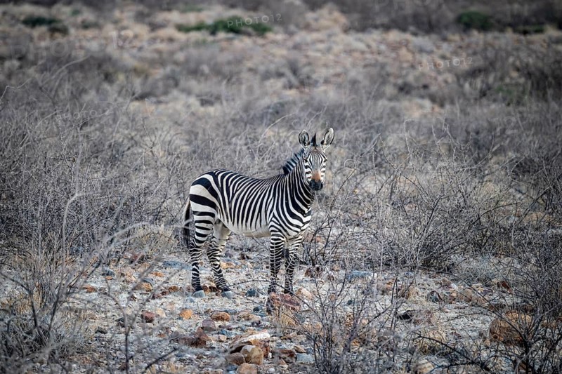 Mountain zebra, Namib-Naukluft Park, Hardap, Namibia