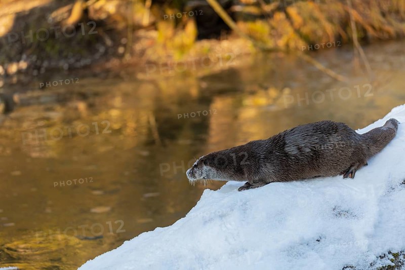 One Eurasian otter (Lutra lutra), resting on a snow covered fallen tree lying in a frozen river