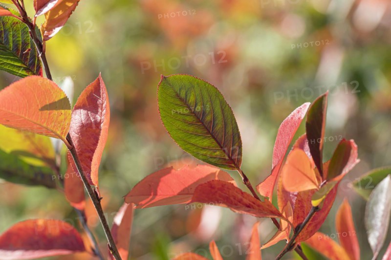 Black chokeberry (Aronia melanocarpa), Treptower Park Berlin, Anchers Havecenter, Berlin, Berlin, Germany