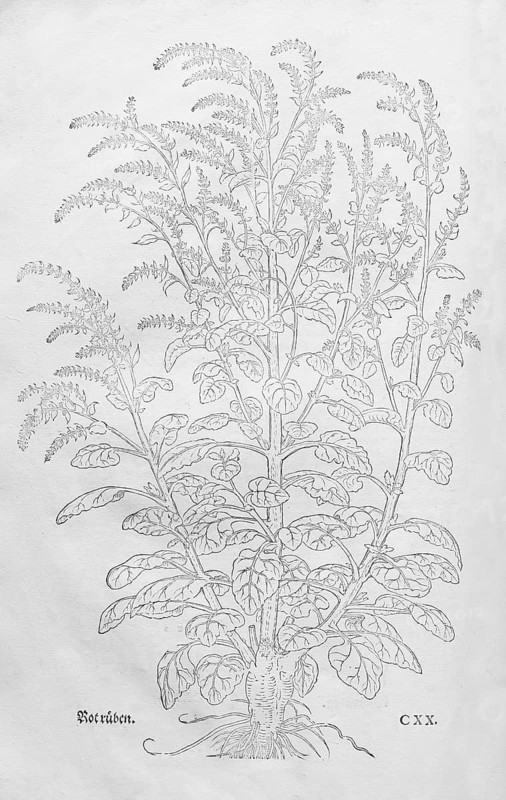 Beetroot, beetroot (Beta vulgaris), woodcut by Leonhart Fuchs, from New Kreüterbuch, neues Kräuterbuch, Michael Isingrin, Basel, Switzerland, 1543