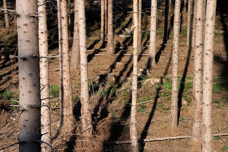 Coniferous forest near Bad Karlshafen, Upper Weser Valley, Weser Uplands, Weserbergland, Hesse, Germany
