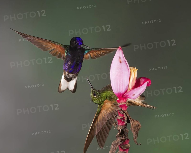 A Velvet-purple Coronet (left) and a Buff-tailed Coronet fight over a prized flower. These are 2 of about 150 species of hummingbirds which live in Ecuador
