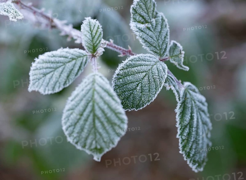 Blackberry (Rubus sectio Rubus), leaves with hoarfrost, shallow depth of field, Thuringia, Germany