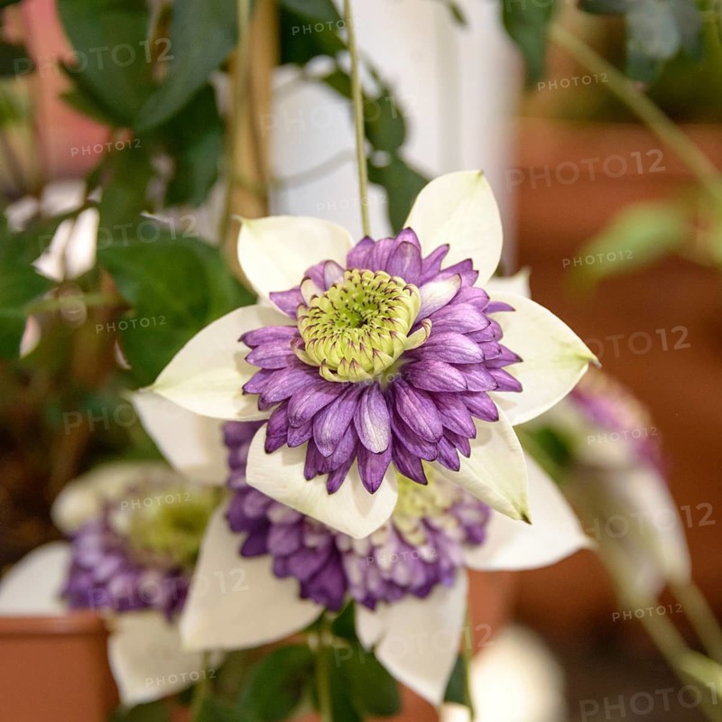 Clematis VIENNETTA®, IPM 2014, Germany