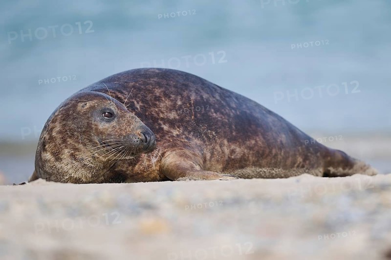 Grey seal (Halichoerus grypus) lying on the beach, Düne, Helgoland, Schleswig-Holstein, Germany