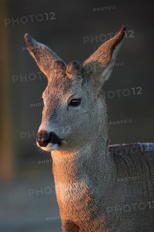 Portrait of a female Roe Deer, Roe deer doe (Capreolus capreolus) in first morning light. Some green vegetation in the distant background