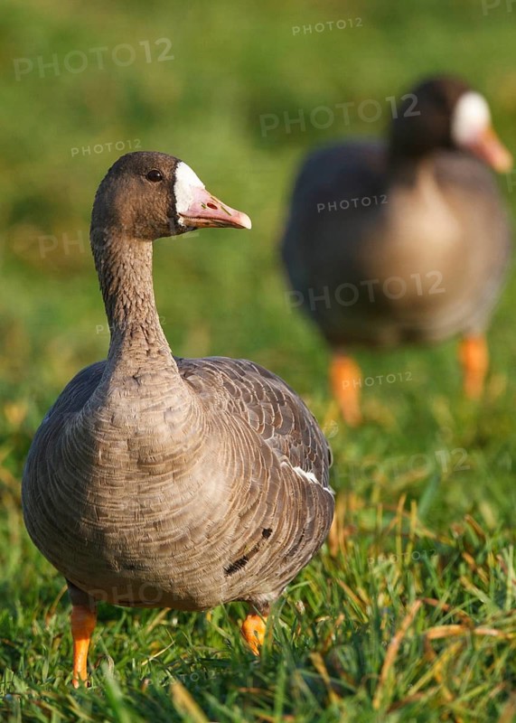 Greater White-fronted Goose (Anser albifrons), North Rhine-Westphalia, Germany
