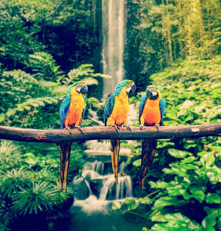 Vintage retro effect filtered hipster style travel image of Blue-and-Yellow Macaw (Ara ararauna), also known as the Blue-and-Gold Macaw