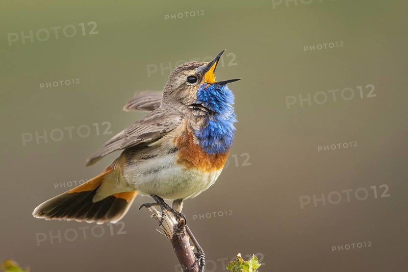 Bluethroat (Luscinia svecica cyanecula) male singing, Armenia