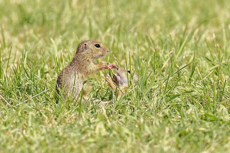 European ground squirrel (Spermophilus citellus) two young animals playing in a meadow, Burgenland Austria