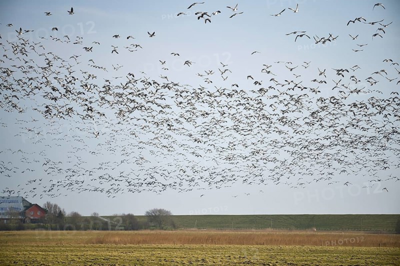 Barnacle geese, white-fronted geese (Branta leucopsis) flying in a flock near Westerhever, Schleswig-Holstein, Germany