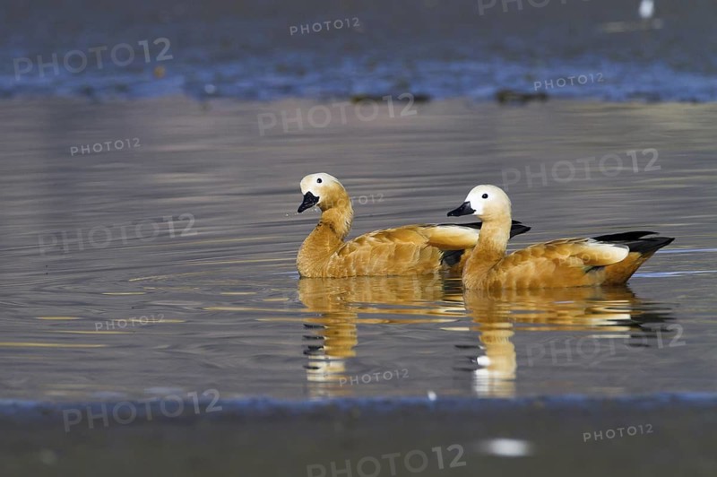 Ruddy Shelduck (Tadorna ferruginea), Madrid, Spain
