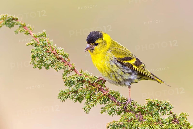 Erlenzeisig, Eurasian Siskin, Siskin, Spruce Siskin, Carduelis spinus, Tarin des aulnes, Lúgano