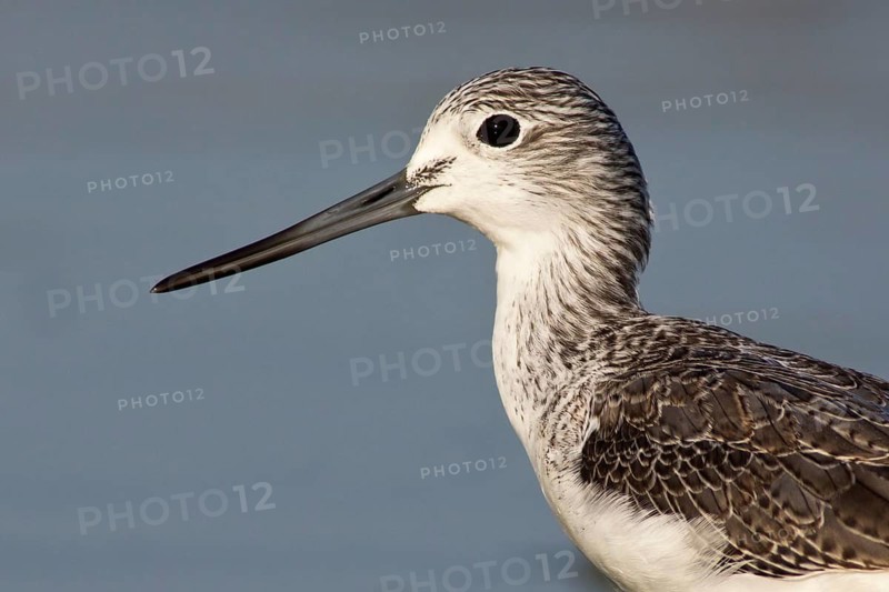 Common Greenshank (Tringa nebularia), Oman