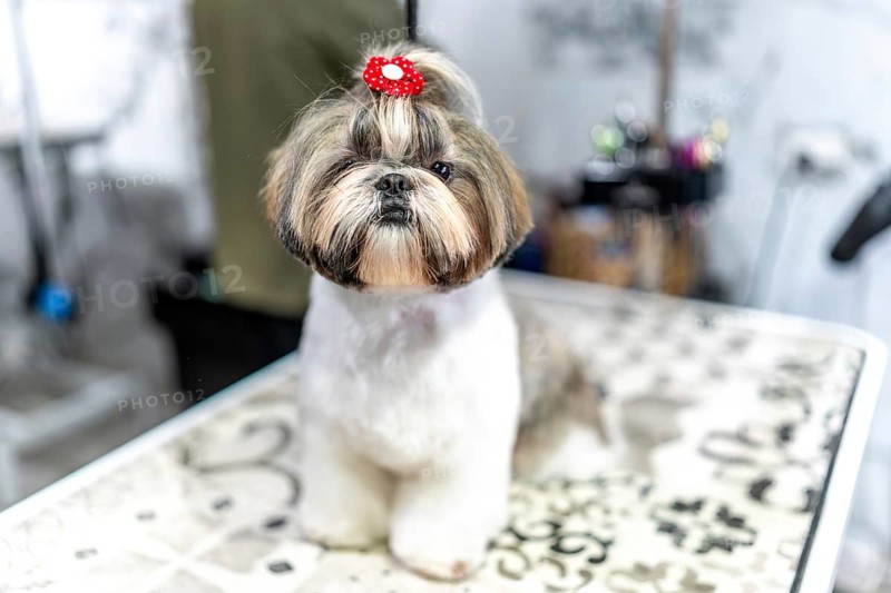 Shih tzu with fresh haircut and red bow topknot, sitting on grooming table in pet salon, clean fluffy coat, well groomed and patiently posed against white background