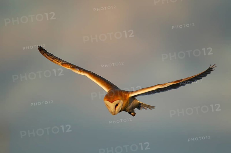 Barn owl (Tyto alba) adult bird of prey flying, England, United Kingdom