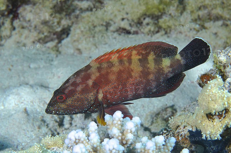 Red grouper (Cephalopholis hemistiktos)