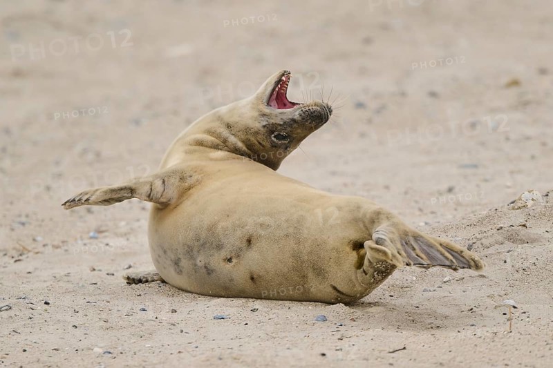 Grey seal (Halichoerus grypus) lying on the beach, Düne, Helgoland, Schleswig-Holstein, Germany