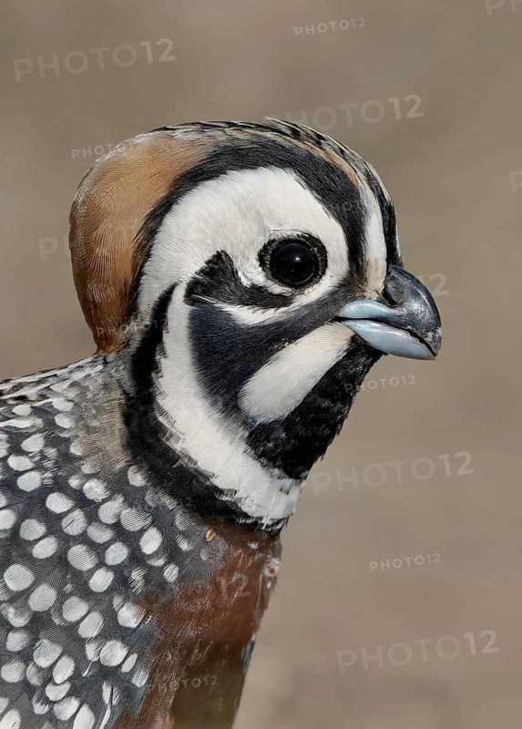 Montezuma Quail (Cyrtonyx montezumae), Arizona, USA
