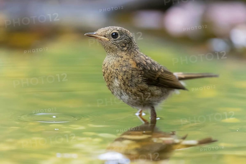 European Robin (Erithacus rubecula) juvenile at a waterhole, Lower Saxony, Germany